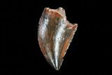 Serrated, Raptor Tooth - Kem Kem Beds, Morocco #76258-1